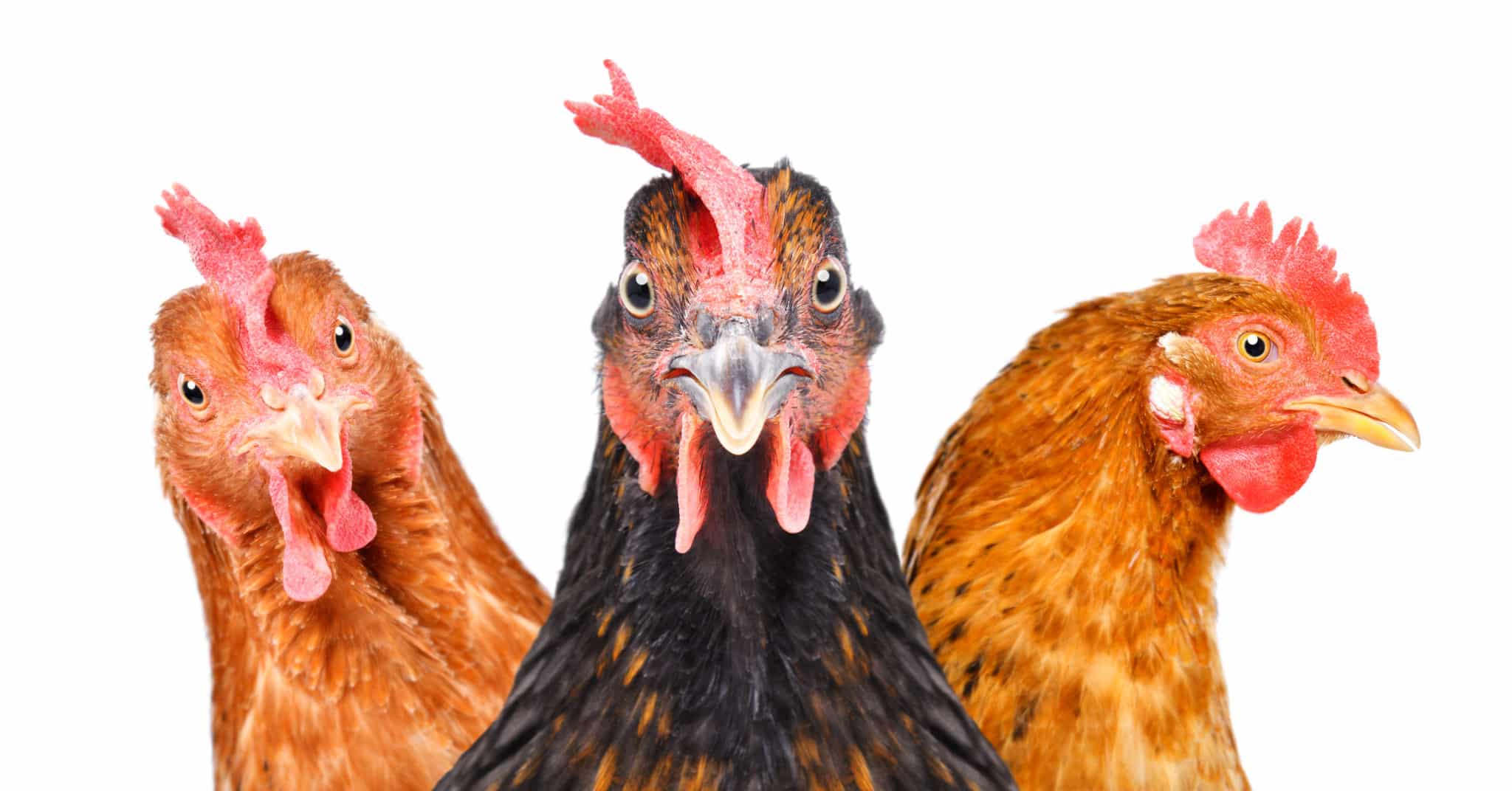 Lire la suite à propos de l’article Nuisances sonores : quand les poules caquettent !